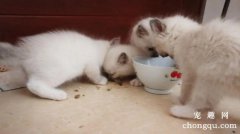<b>幼猫吃什么最健康？</b>