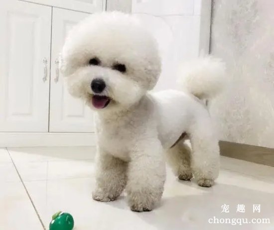 比熊为什么会是色盲?