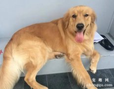 提高金毛犬仔犬成活率应严把“五关”