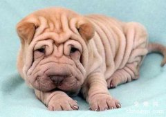 <b>沙皮犬误食异物怎么办？</b>