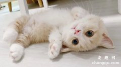 刚出生的小猫什么时候睁眼睛？
