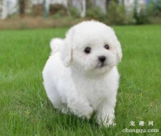 比熊犬乱咬东西怎么办？