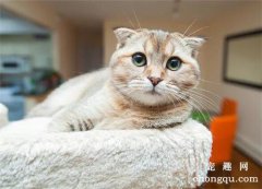 宠物猫输液治疗有什么并发症？