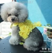 <b>贵宾犬有尾巴吗？</b>