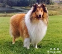 <b>苏格兰牧羊犬的智商</b>