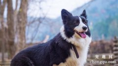 <b>边境牧羊犬能活多久</b>
