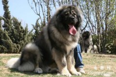<b>高加索犬聪明吗</b>
