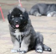 高加索犬能长多大