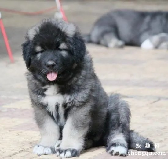 高加索犬能长多大