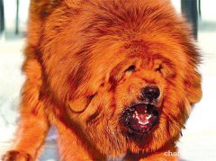 <b>藏獒春季如何养护</b>