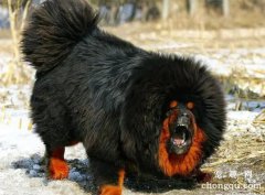 <b>藏獒晚上叫怎么办</b>