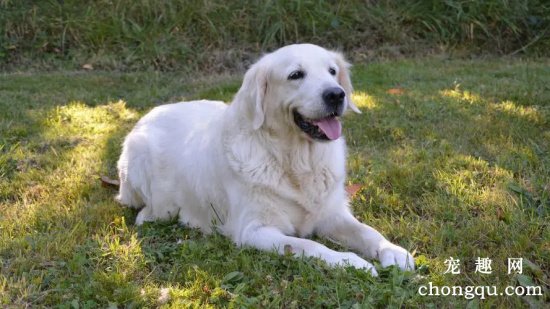 怎么给金毛犬剪指甲