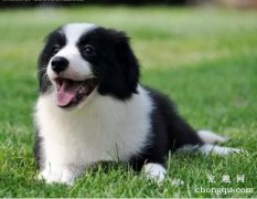 <b>边境牧羊犬聪明吗</b>