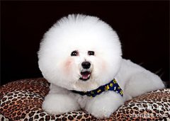 <b>比熊半夜叫怎么办</b>