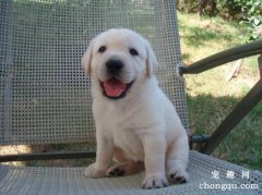 拉布拉多犬会打架吗