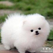 <b>博美和泰迪那个聪明</b>