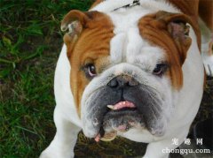 <b>斗牛犬打架厉害吗</b>