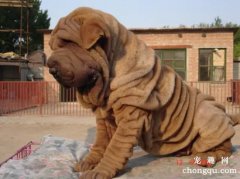 <b>沙皮狗是斗牛犬吗</b>