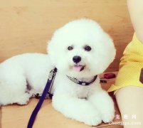 <b>比熊不听话怎么办</b>