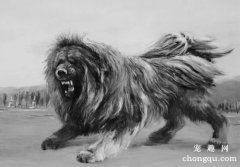 <b>藏獒可以做护卫犬吗</b>