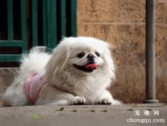 京巴犬凶吗