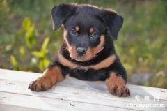 <b>罗威纳犬凶不凶</b>