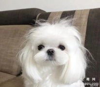 <b>马尔济斯犬能长多大</b>