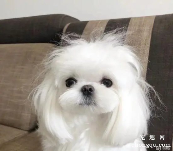 马尔济斯犬能长多大