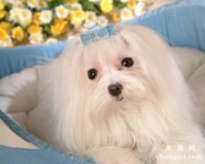 <b>马尔济斯犬能活多久</b>