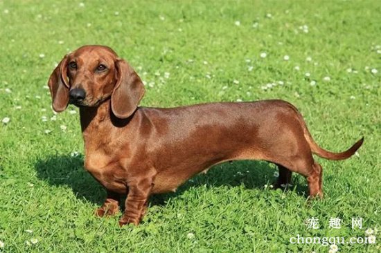 迷你腊肠犬性格如何