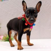 <b>小鹿犬的性格</b>