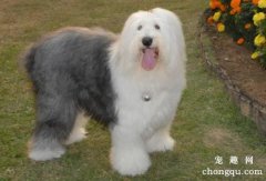<b>古代牧羊犬能看家吗</b>