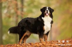 伯恩山犬多久长大