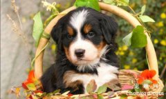 伯恩山犬凶吗
