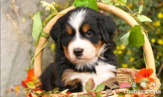 伯恩山犬凶吗