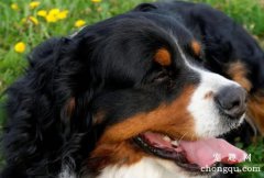 伯恩山犬体味大吗