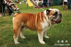 斗牛犬缺钙怎么办