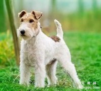 <b>刚毛猎狐梗有体味吗</b>
