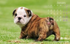 斗牛犬掉毛吗