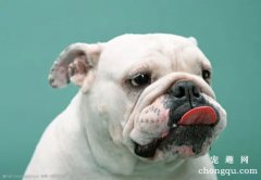 斗牛犬聪明吗