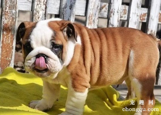斗牛犬凶吗