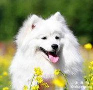 <b>银狐犬怎样美容</b>