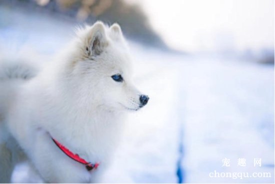 银狐犬的历史