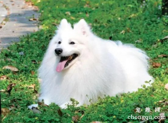 银狐犬有什么缺点
