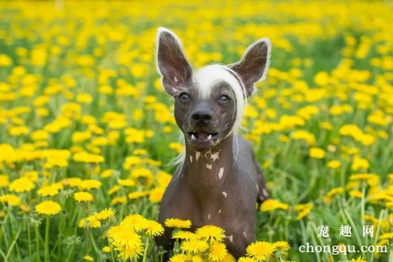 冠毛犬很丑吗