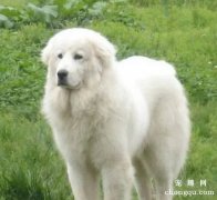 <b>大白熊凶吗</b>
