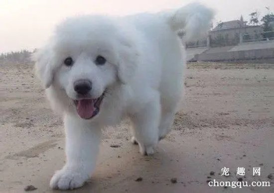 大白熊怎么长得快