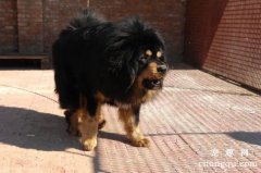 <b>藏獒得螨虫怎么治</b>