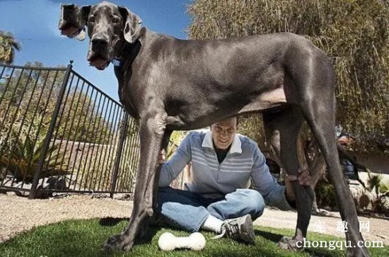 大丹犬的性格特点