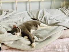 <b>怎么改变宠物猫上床的坏习惯？</b>